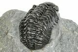 Phacopid (Adrisiops) Trilobite - Jbel Oudriss, Morocco #251627-5